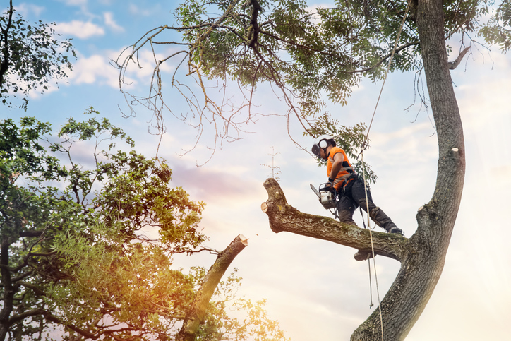 arborists